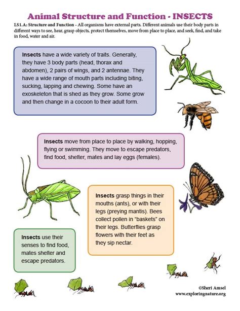 Structure And Function In Insects Mini Poster