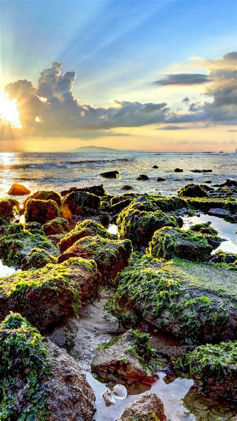 Mossy Stones On The Seashore Backiee