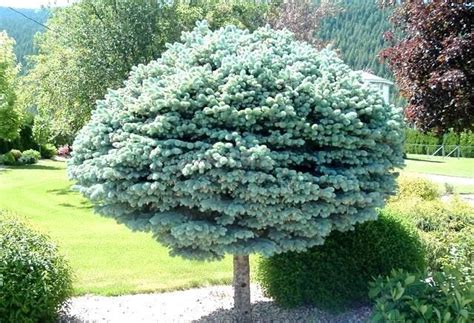 Dwarf Globe Blue Spruce Treeform 15 M Head A Slow Growing Very Dense