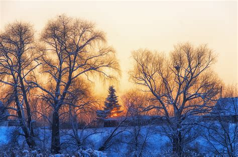 Free Images Landscape Tree Nature Forest Branch Snow Cold