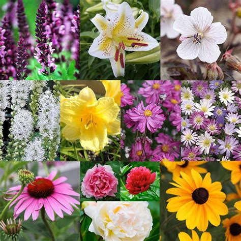 Perennial Flowers That Bloom All Season
