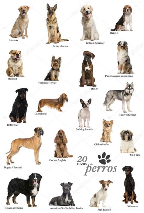 Cartel De Razas De Perro En Español — Foto De Stock 53300583