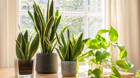 Are There Really Any Houseplants You Cant Kill Experts Answer Real