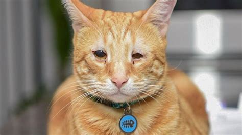 Meet Ben The Handsome Cat With Eyelid Agenesis Who Stole His Foster