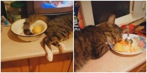 Cat Fell Asleep In A Salad And Made Netizens Laugh Video