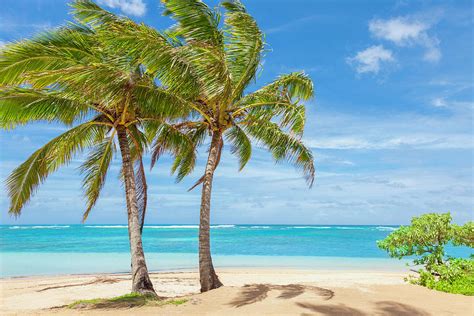 Palm Trees Tropical Beach Sand Sky By Dszc
