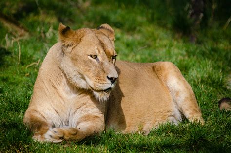 Brown Lion Eating Meat · Free Stock Photo