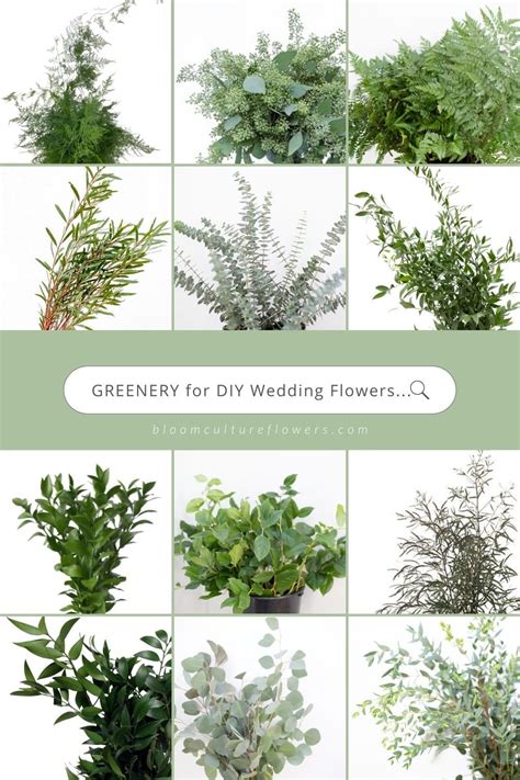 Top 10 Types Of Greenery To Use For Your Diy Wedding Flowers — Bloom