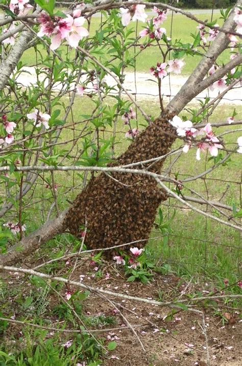 Learn The Basics Of Catching A Swarm Of Bees Bee Keeping Backyard