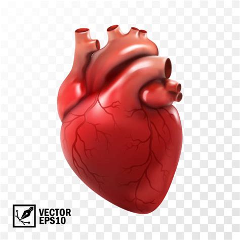44600 Human Heart Stock Illustrations Royalty Free Vector Graphics