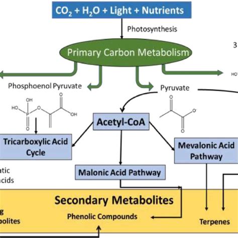 Examples Of Primary Metabolites Potential Activities And Respective