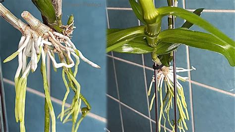 How To Take Care Orchids That Thrive All Year Long Youtube