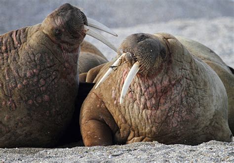 Walrus Whiskers Stock Photos Pictures And Royalty Free Images Istock