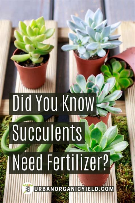Do Succulents Need Fertilizer Succulent Fertilizer Succulent Garden