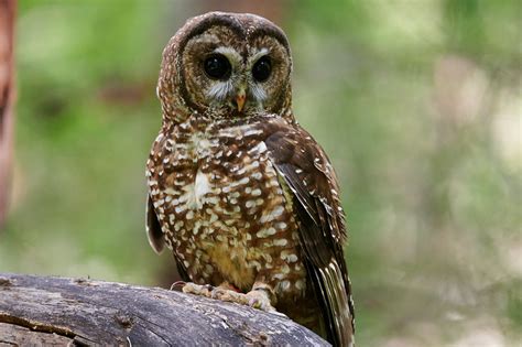Northern Spotted Owl Birdnote