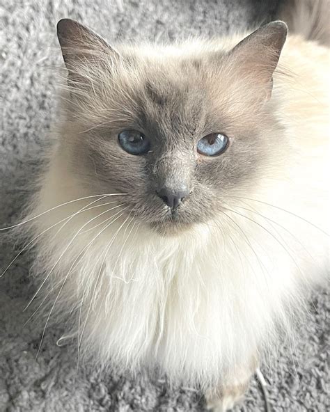 Berry Female Birman Cat In Vic Petrescue