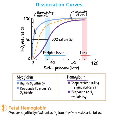 Biochemistry Glossary Hemoglobin And Myoglobin 4 Dissociation Curves