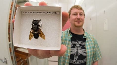 World S Biggest Bee Found Alive Bbc News