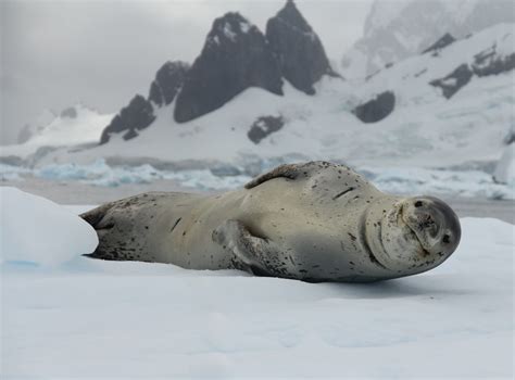 A Leopard Seal In Antarctica Leopard Seal Smile
