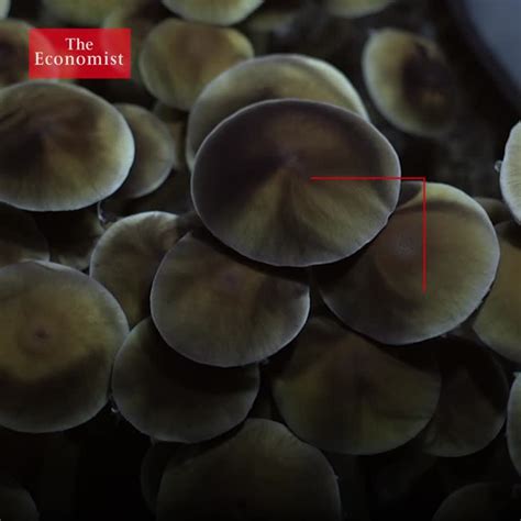 The Economist Sur Linkedin Can Magic Mushrooms Treat Depression 61