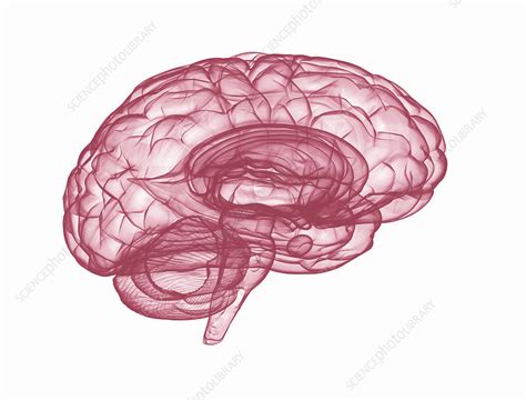 Human Brain Illustration Stock Image F0307206 Science Photo Library