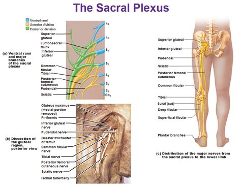 Peripheral Nervous System Spinal Nerves And Plexuses
