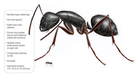 Check spelling or type a new query. Carpenter & Pavement Ant Control Vancouver | Local Pest Control