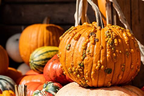 Pumpkin Pumpkins Decoration Free Photo On Pixabay