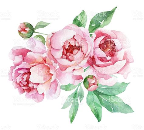 Watercolor Peonies Peony Drawing Flower Art Flower Painting