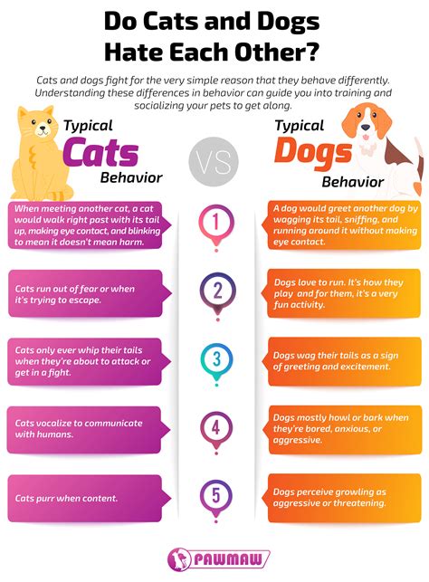 Can Dogs And Cats Understand Humans