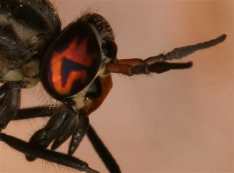 Deer Fly With Red Eyes The Backyard Arthropod Project