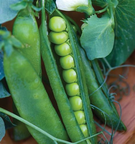 Plant Peas Now 10 Tips To Guarantee Gardening Success With This Cool