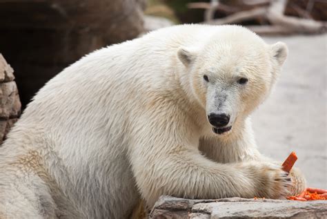 What Do Polar Bears Eat Discover Their Diet With Photos Wildlifetrip