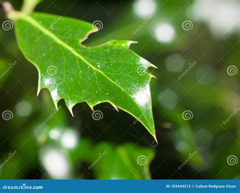 Ever Green Spiky Leaf Close Up Lush Foliage Tree Stock Image Image Of