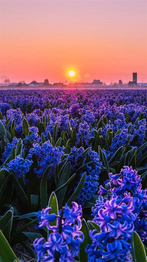 Beautiful Violet Hyacinths Flowers Field During Sunset 4k Hd Flowers