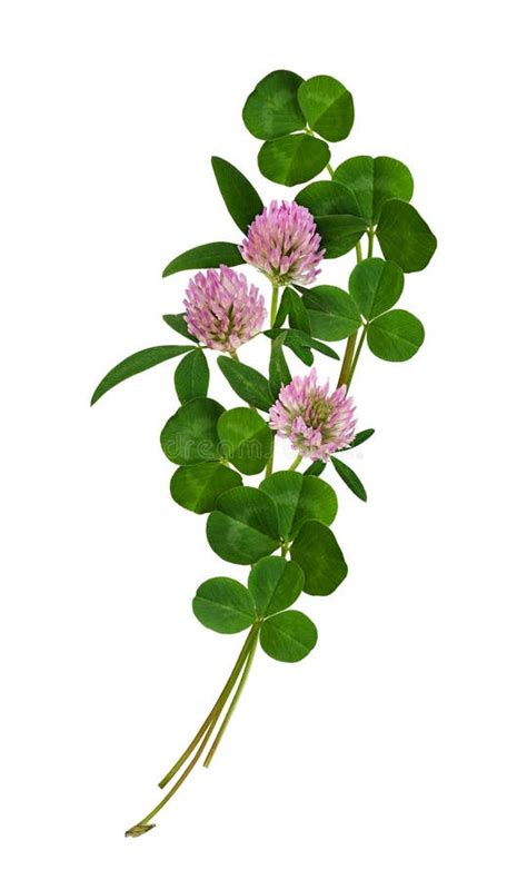 Fresh Clover Flowers And Leaves Arrangement Stock Photo Image Of