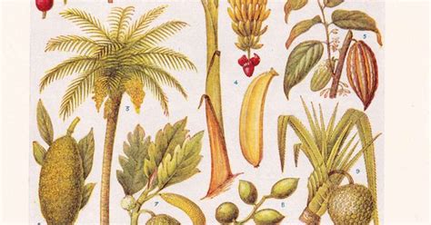 1947 Botany Print Tropical Fruit Vintage Plant Home Decor Art