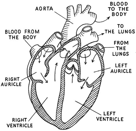 Heart Diagram Labeled Medicalanatomyheartheartdiagramlabeled