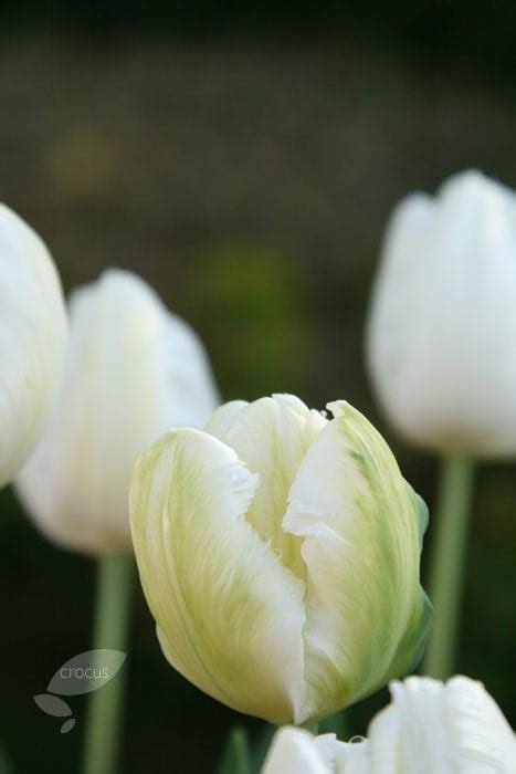 Buy Parrot Tulip Bulbs Tulipa White Parrot £249 Delivery By Crocus