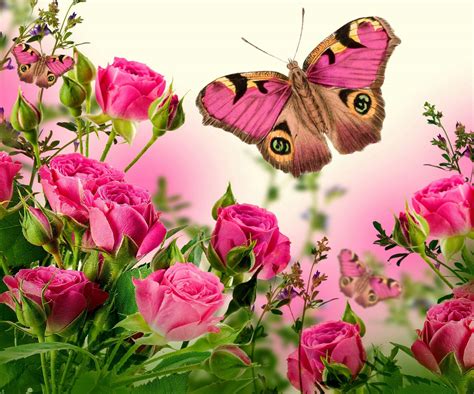 Rose Flowers And Butterflies Wallpapers Top Free Rose Flowers And