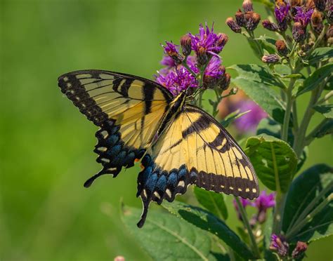 Eastern Tiger Swallowtail Mile Prairie Lincoln Nebraska Flickr