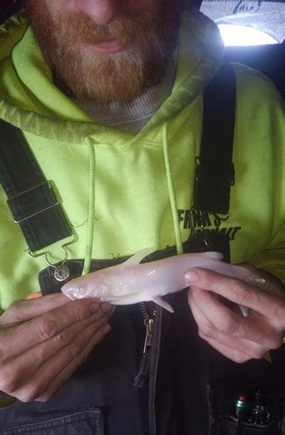 Rare Albino Catfish Caught By Fisherman
