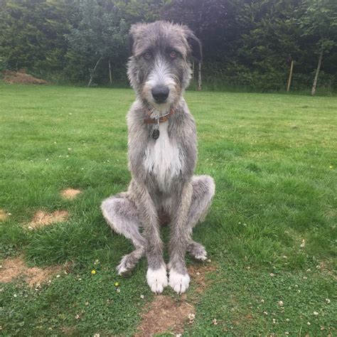 14 Amazing Pictures Of Irish Wolfhounds The Paws