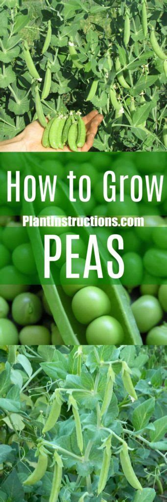 How To Grow Peas Plant Instructions