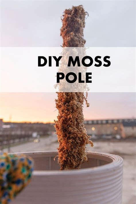 Lastly, place the moss pole at the bottom of an empty pot. DIY Moss Pole | Monstera Moss Pole — B.resourceful in 2020 ...