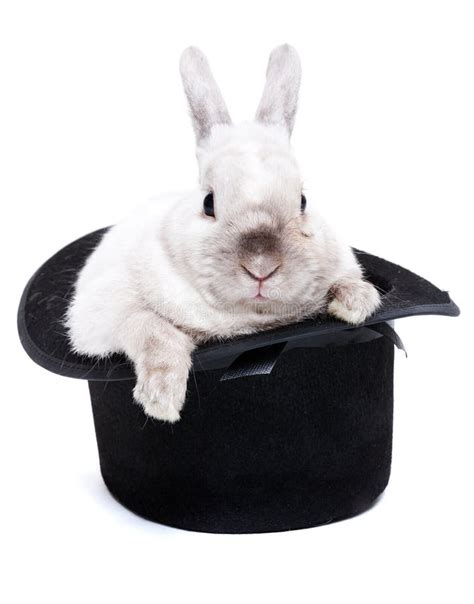 Rabbit In Magic Hat Stock Photo Image Of White Easter 76721726