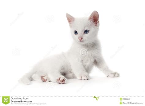 Cute White Kitten With Blue Eyes Stock Photos Image