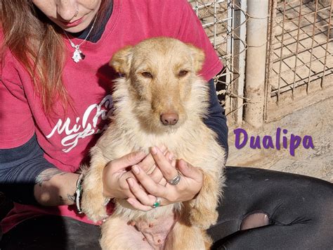 Dualipa Tierschutzverein Sos Dogs Ev
