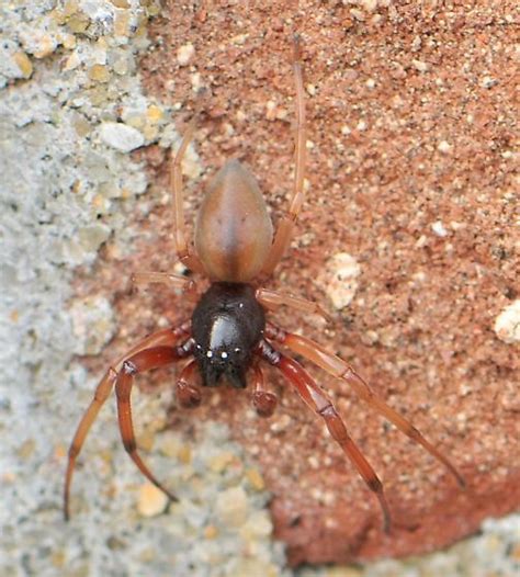 Broad Faced Sac Spider Trachelas Tranquillus Bugguidenet