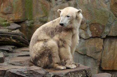 When Polar Bears And Grizzlies Breed They Can Produce Fertile